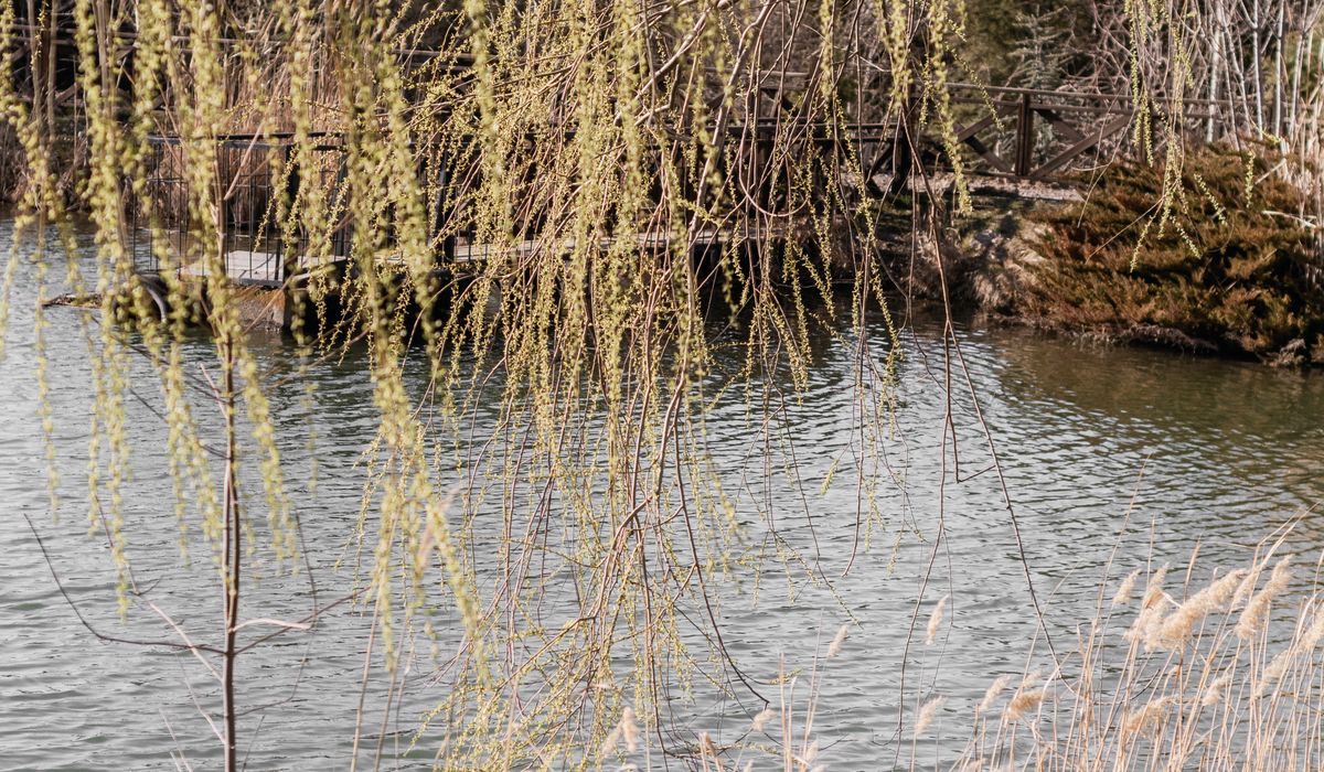Attracting Hedgehogs into Your Garden with Safe Habitats