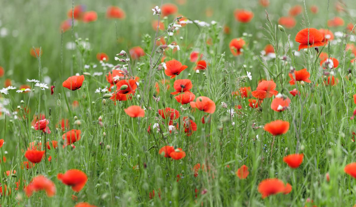 Creating a Wildflower Meadow in a Small Back Garden