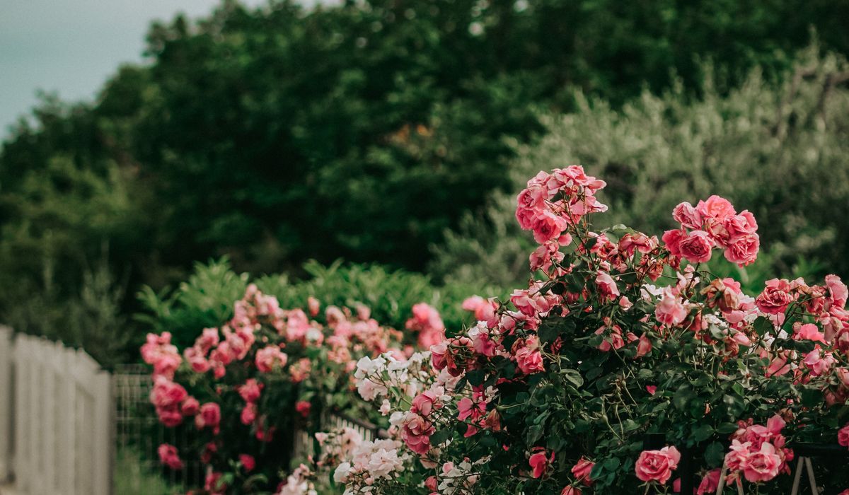 Essential Autumn Jobs for a Healthy Cottage Garden