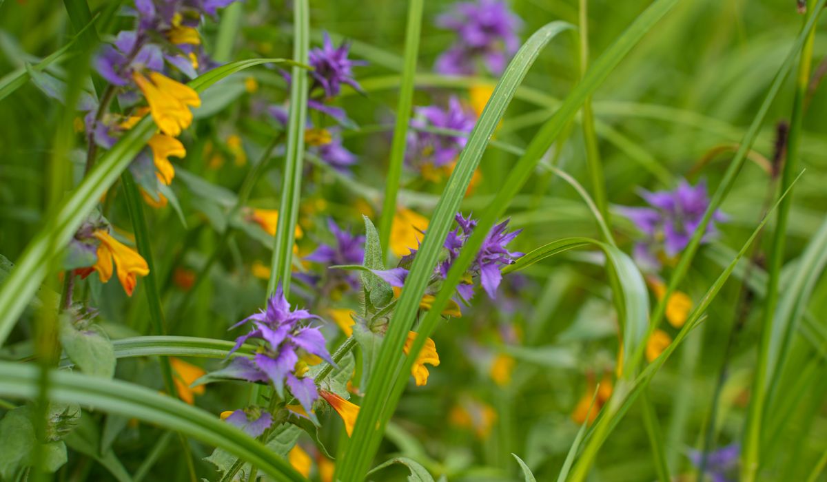 Planning a Cottage Garden with Colour Through Seasons
