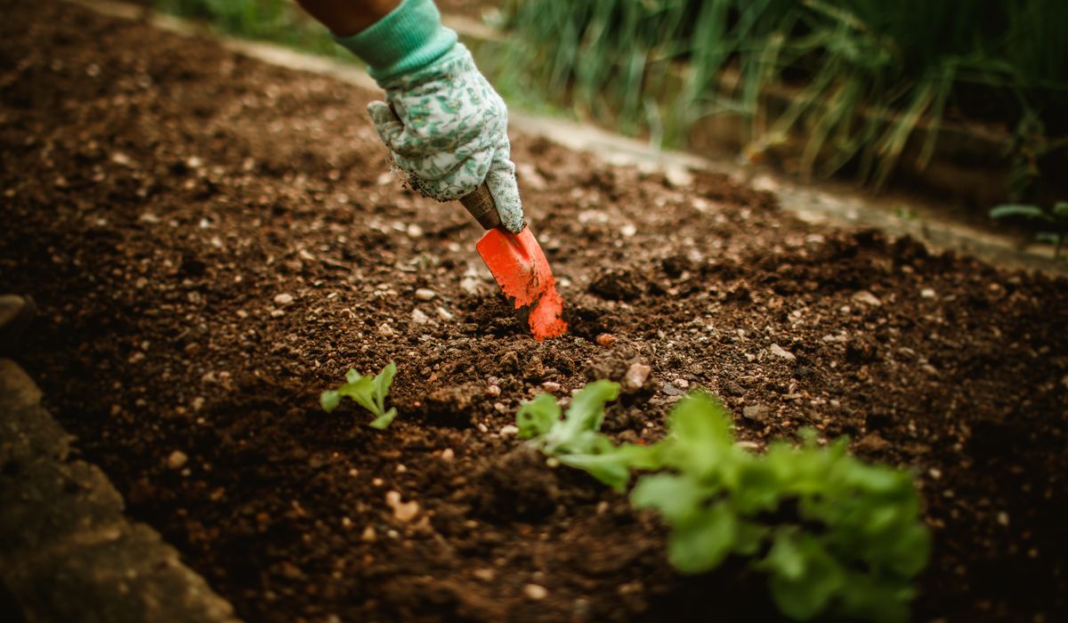 Watering Wisely During Dry Spells in the Garden